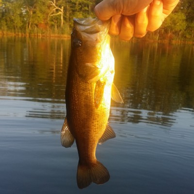 Frank Bellocchio&thinsp;